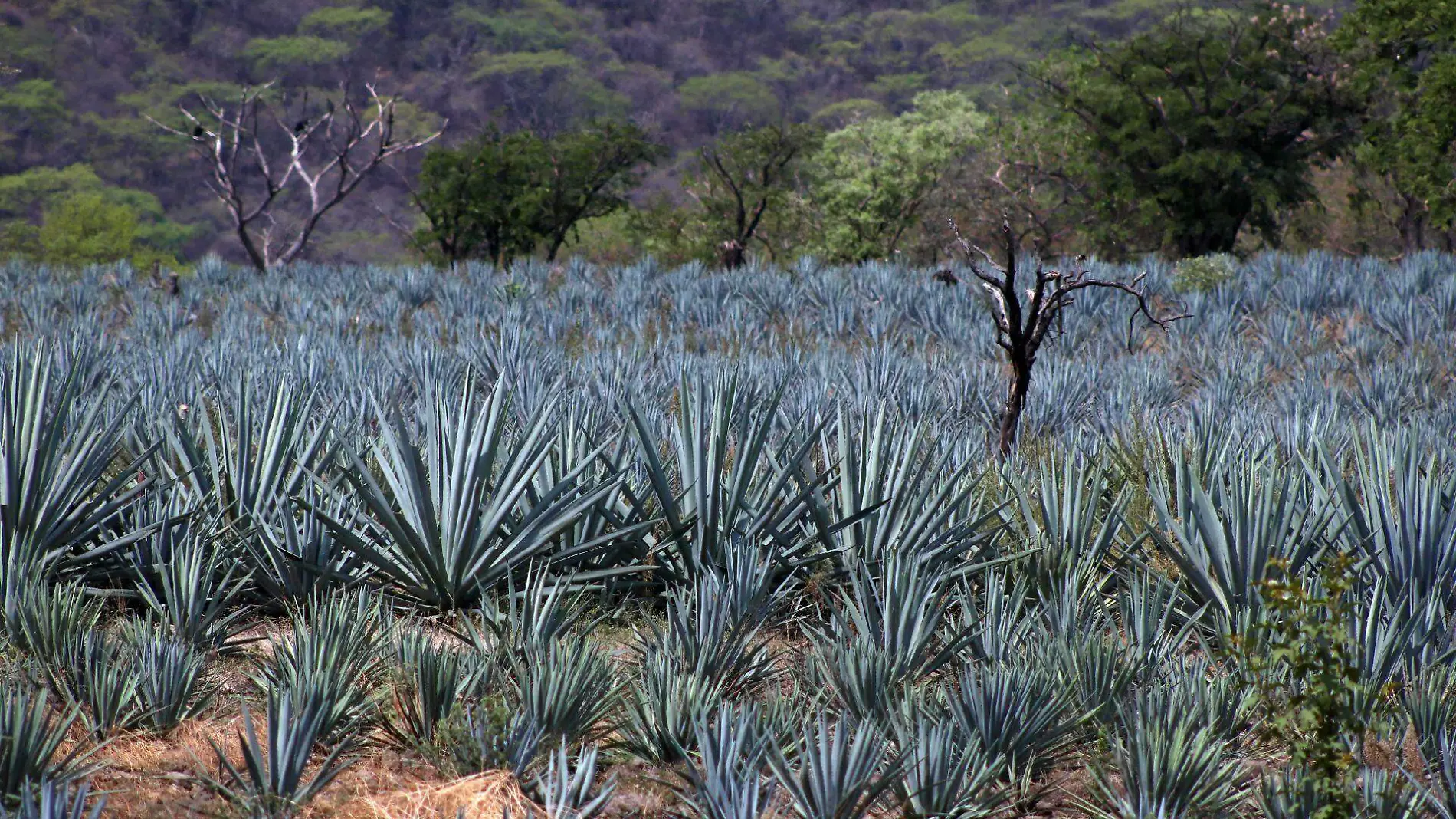 ¿Cómo se debe tomar un buen mezcal? ¿Derecho o en cóctel? 